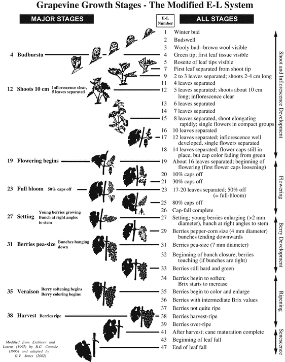 Eichhorn and Lorenz model graphic